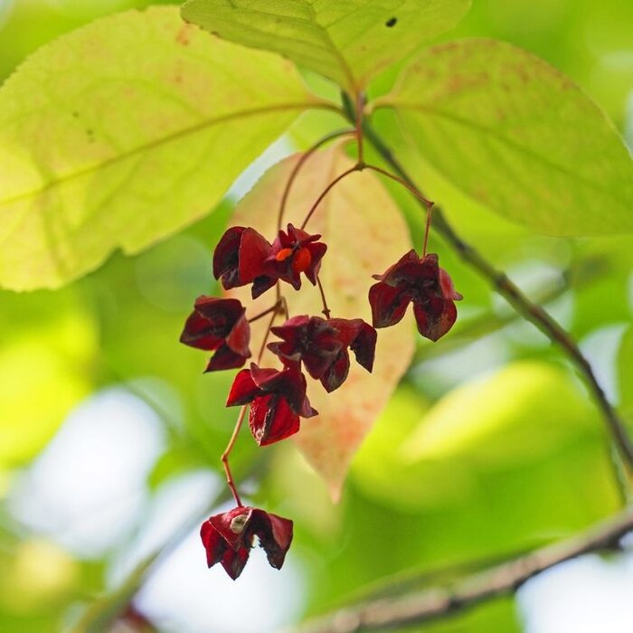 Kardinaalsmuts - Euonymus planipes