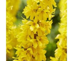 Forsythia intermedia 'Mikador' - Chinees Klokje