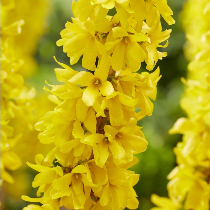 Chinees klokje - Forsythia intermedia 'Mikador'