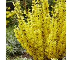 Chinees klokje (Forsythia intermedia 'Lynwood