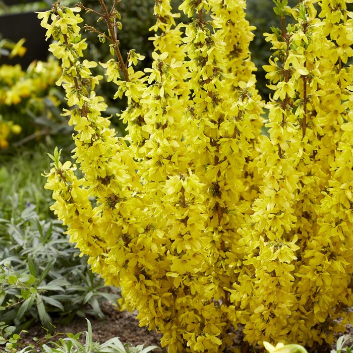 Chinees klokje - Forsythia intermedia 'Mikador'