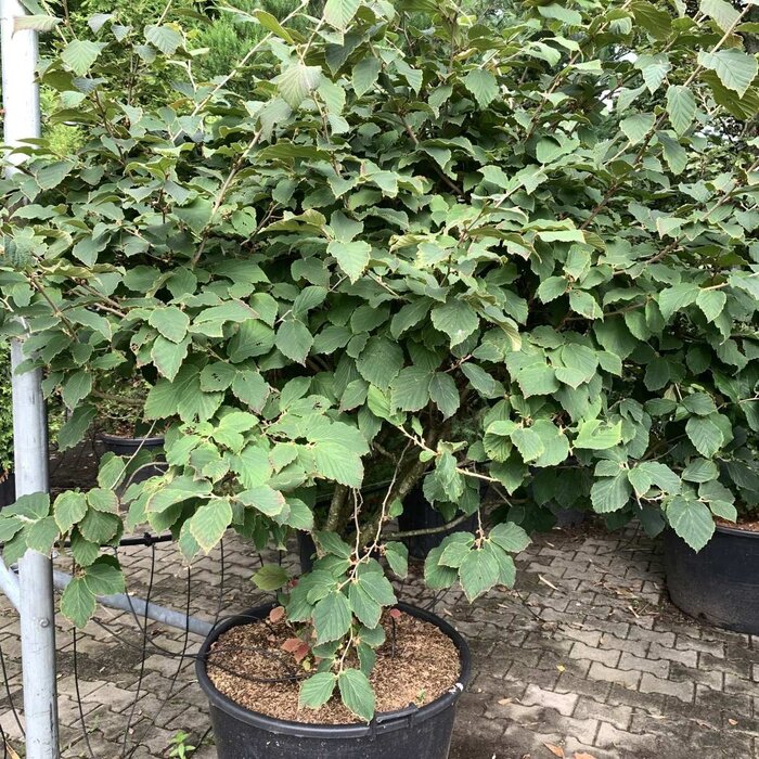 Toverhazelaar (Hamamelis intermedia 'Feuerzauber')