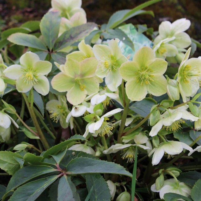 Kerstroos - Helleborus niger 'Christmas Carol'