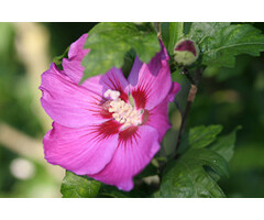 Altheastruik - Hibiscus syriacus ' 'Russian Violet'