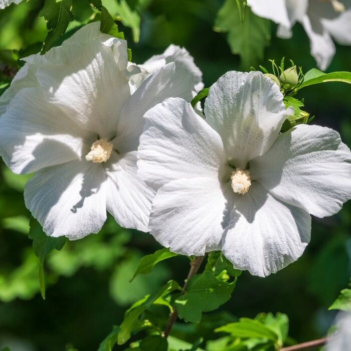 Altheastruik (Hibiscus syriacus 'William R. Smith')