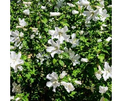 Altheastruik - Hibiscus syriacus 'William R. Smith'