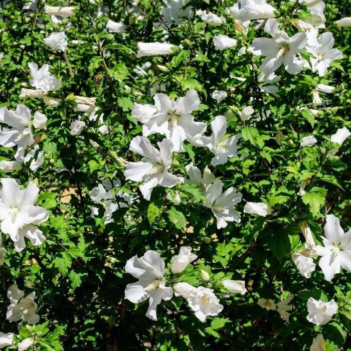 Altheastruik (Hibiscus syriacus 'William R. Smith')