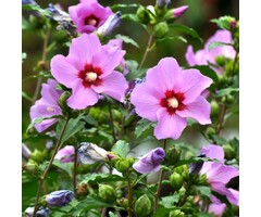 Altheastruik - Hibiscus syriacus  'Pink Giant'