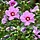 Altheastruik (Hibiscus syriacus  'Pink Giant')