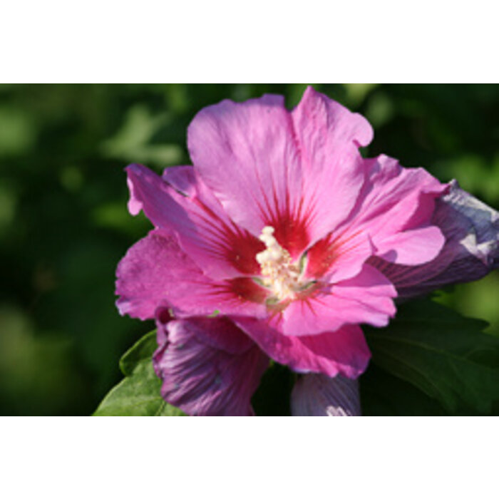 Altheastruik (Hibiscus syriacus  'Pink Giant')