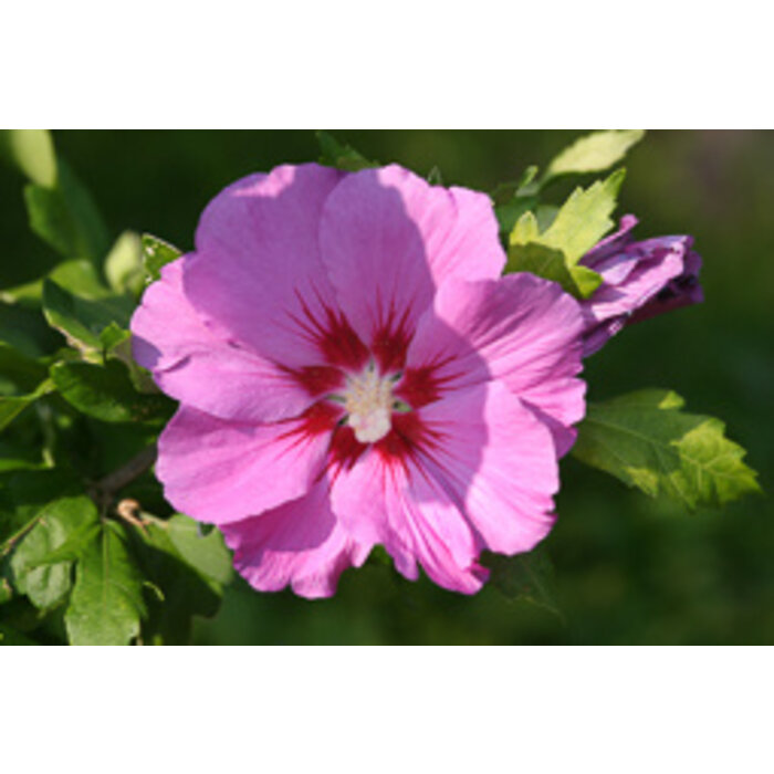Altheastruik (Hibiscus syriacus  'Pink Giant')