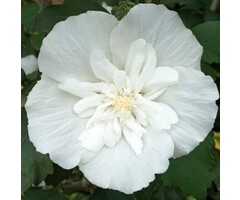 Altheastruik - Hibiscus syriacus White Chiffon