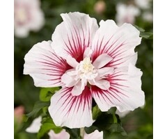Altheastruik - Hibiscus syriacus Starburst Chiffon