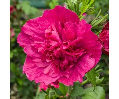 Altheastruik  - Hibiscus syriacus Ruby Chiffon
