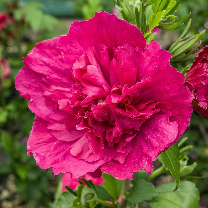Altheastruik (Hibiscus syriacus Ruby Chiffon)