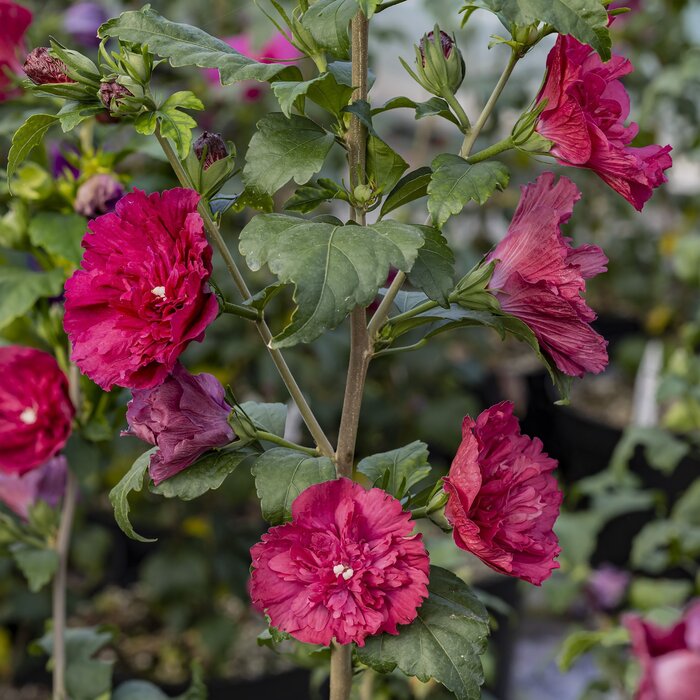 Altheastruik (Hibiscus syriacus Ruby Chiffon)