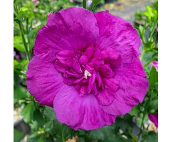 Altheastruik  - Hibiscus syriacus Purple Chiffon