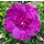 Altheastruik (Hibiscus syriacus Purple Chiffon)
