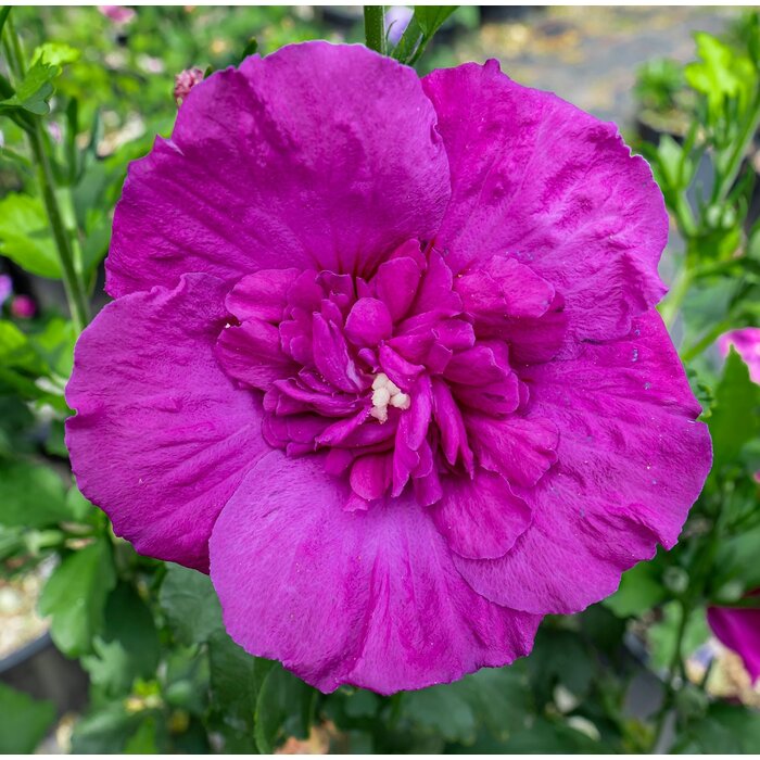 Altheastruik (Hibiscus syriacus Purple Chiffon)