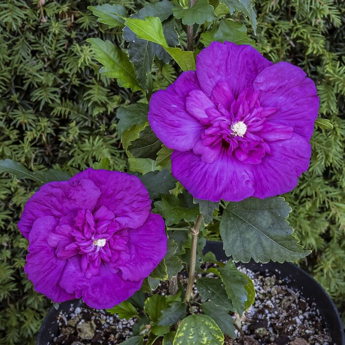 Altheastruik (Hibiscus syriacus Purple Chiffon)