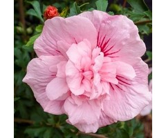 Altheastruik  - Hibiscus syriacus Pink Chiffon