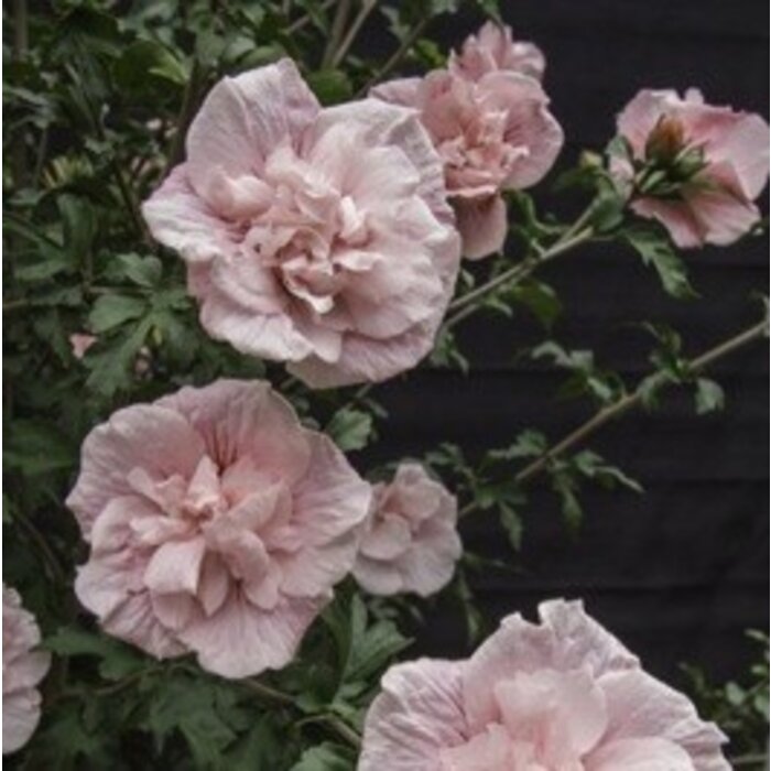 Altheastruik (Hibiscus syriacus Pink Chiffon )