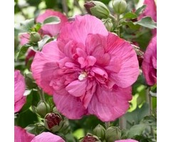 Altheastruik  - Hibiscus syriacus Magenta Chiffon