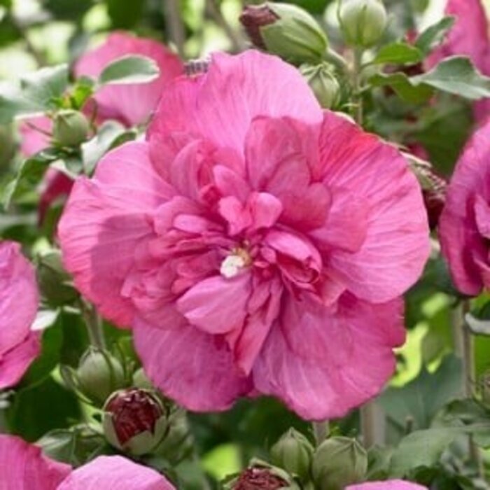 Altheastruik (Hibiscus syriacus Magenta Chiffon)