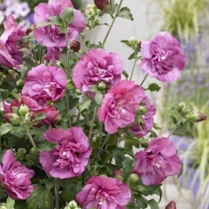 Altheastruik (Hibiscus syriacus Magenta Chiffon)