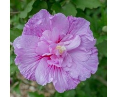 Altheastruik  - Hibiscus syriacus Lavender Chiffon