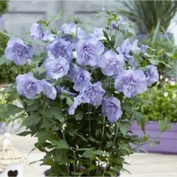 Altheastruik (Hibiscus syriacus Blue Chiffon)