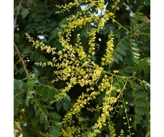 Chinese Vernisboom - Koelreuteria paniculata