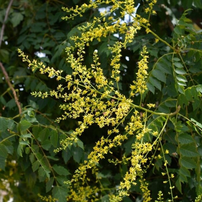 Chinese Vernisboom - Koelreuteria paniculata