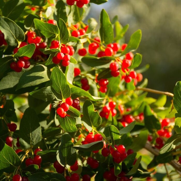 Lonicera tatarica - Tartaarse struikkamperfoelie