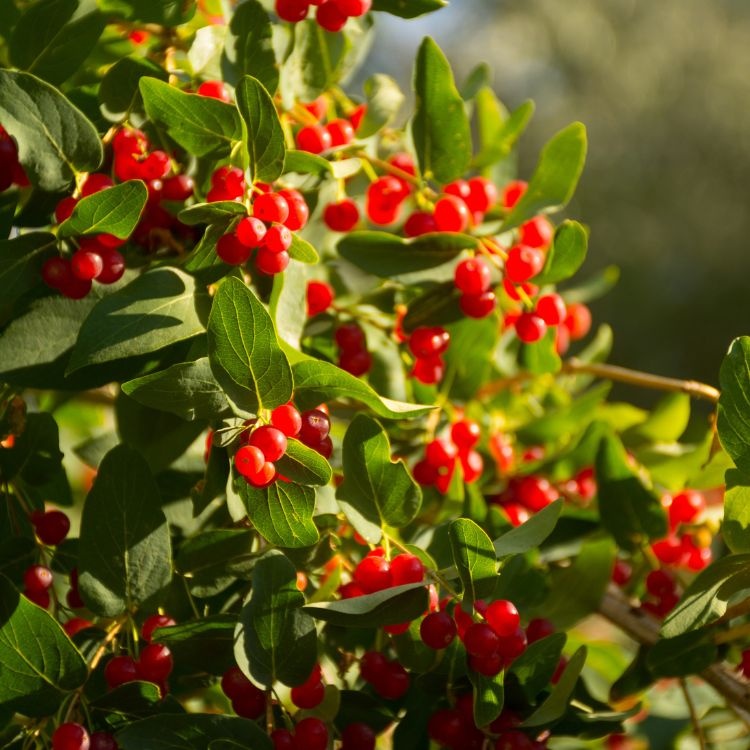 Lonicera tatarica - Tartaarse struikkamperfoelie
