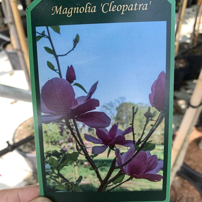 Beverboom - Magnolia 'Cleopatra'