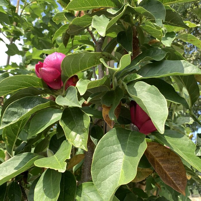 Beverboom - Magnolia 'Cleopatra'