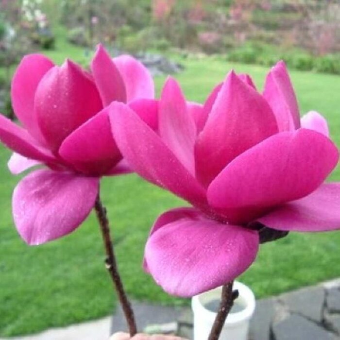 Beverboom - Magnolia 'Cleopatra'