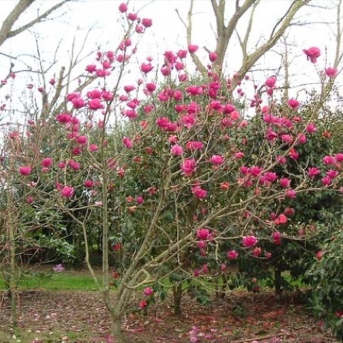 Beverboom - Magnolia 'Cleopatra'
