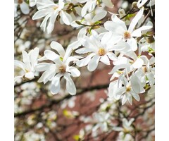 Beverboom - Magnolia kobus