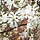 Beverboom - Magnolia kobus