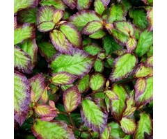 Perzisch IJzerhout - Parrotia persica Persian Spire