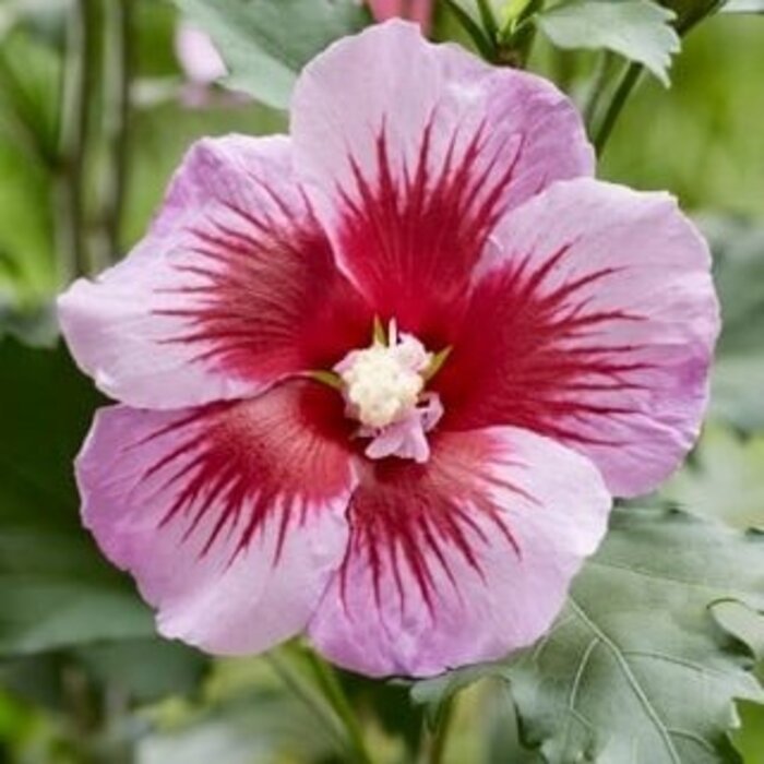 Altheastruik (Hibiscus syriacus 'Flower Tower Purple')