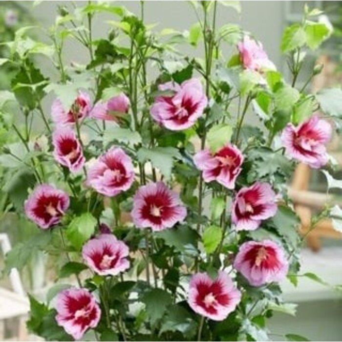 Altheastruik (Hibiscus syriacus 'Flower Tower Purple')