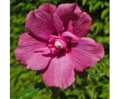 Altheastruik - Hibiscus syriacus 'Flower Tower Ruby'