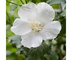 Altheastruik  - Hibiscus syriacus 'Flower Tower White'