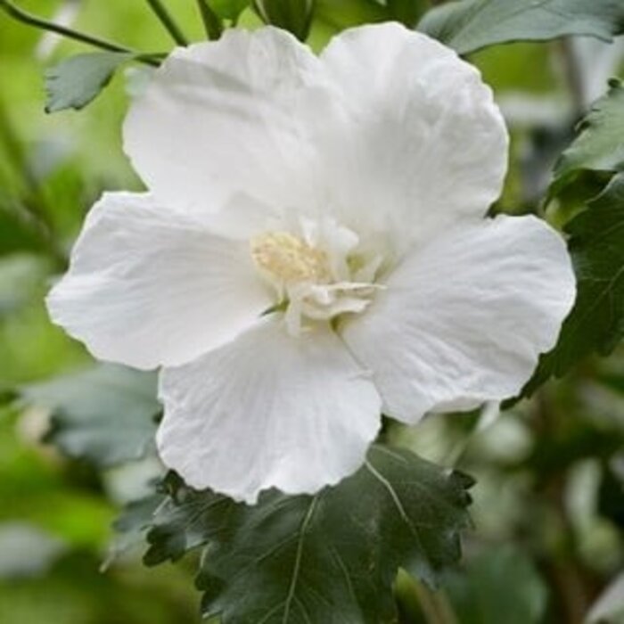 Altheastruik (Hibiscus syriacus 'Flower Tower White')