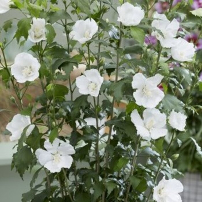 Altheastruik (Hibiscus syriacus 'Flower Tower White')