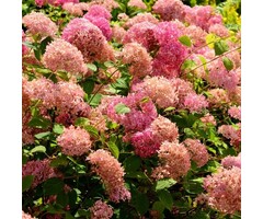 Hortensia - Hydrangea arborescens 'Pink Annabelle'