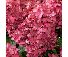 Pluimhortensia - Hydrangea paniculata 'Wim's Red'